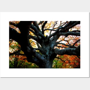 Huge trunk of a beech tree with numerous massive interwoven branches in Canfaito forest Posters and Art